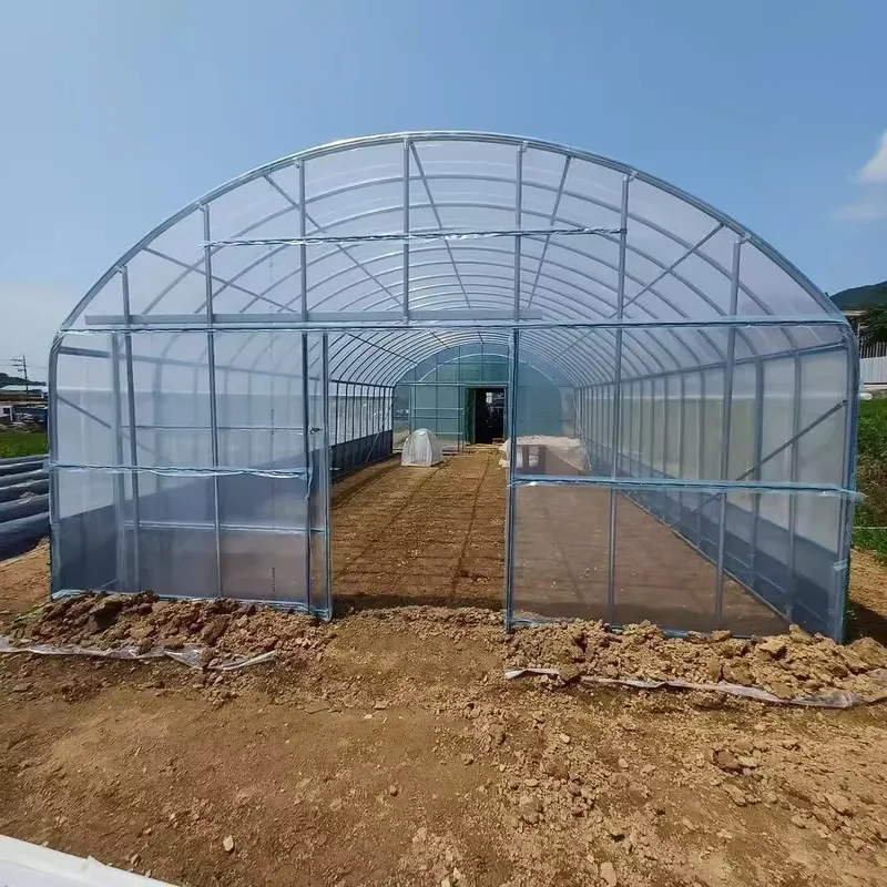 Agriculture Tomato Farming - Skrzydłowe szklarnie rolnicze i tunelowe szklarnie