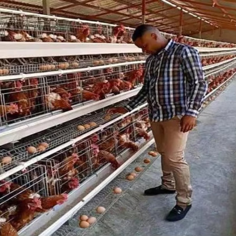 Tania farma drobiowa na sprzed – Farming Africa recenzja i cena