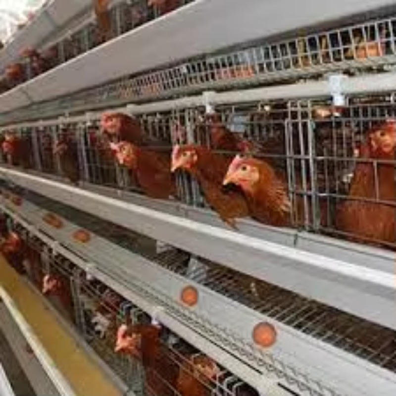   Kurnik New Africa typu Bater – Farming Africa recenzja i cena